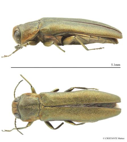 Réf. 346 459 : Agrilus sp.